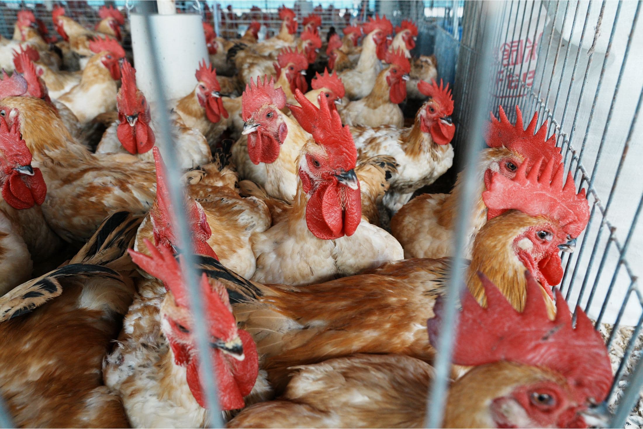 飼養籠舍實拍